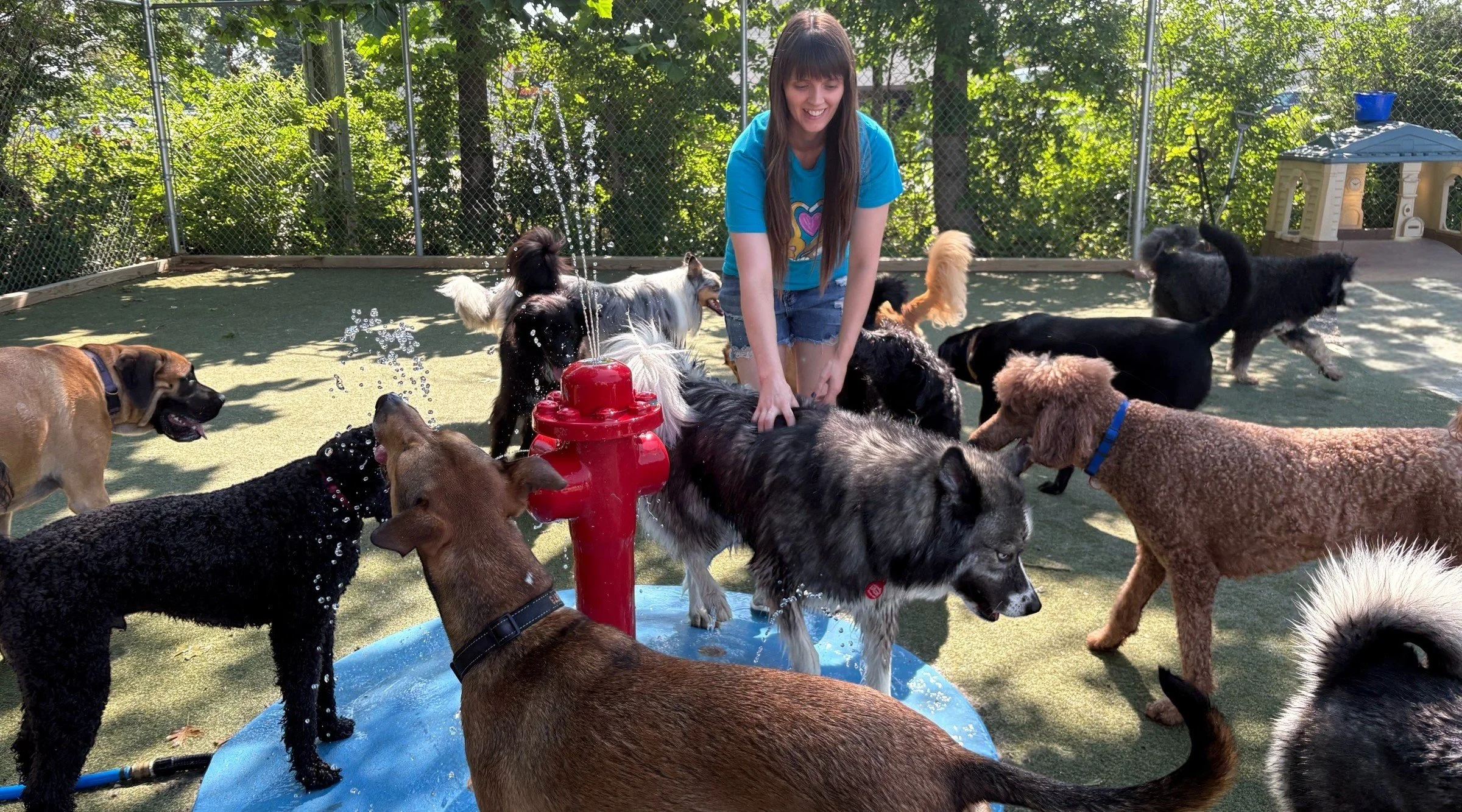 Cincinnati | Discover Quality Dog Care — Tailwaggers Doggy Daycare